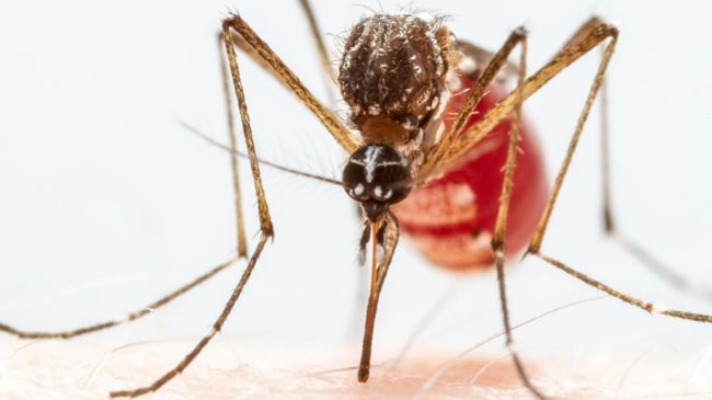 Mosquito sucking blood on skin