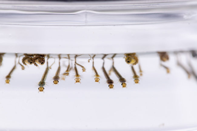 The larvae of mosquitoes that still live in the water