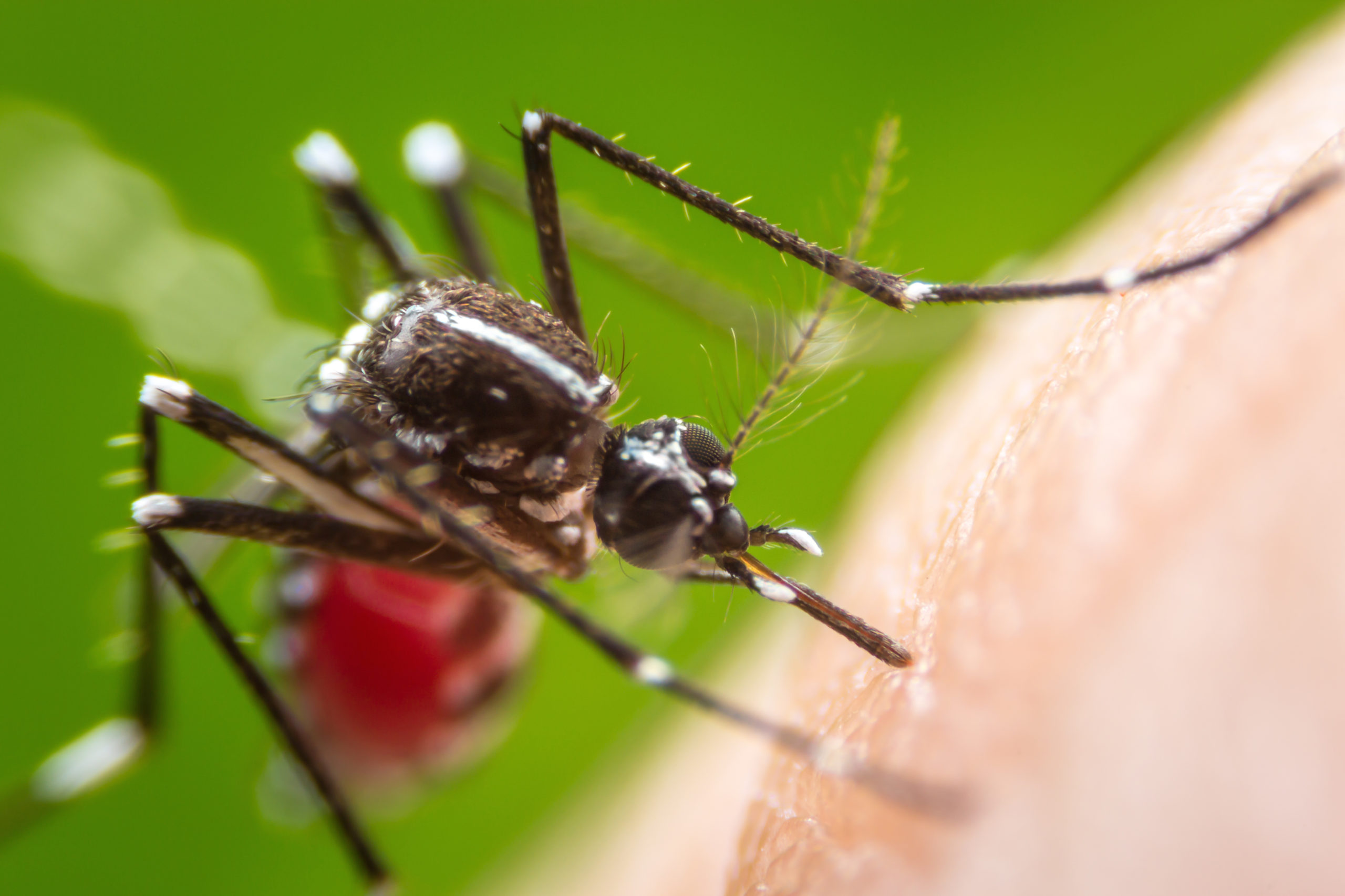 Mosquito Season in Alabama | How to Prepare - MosquitoNix Alabama