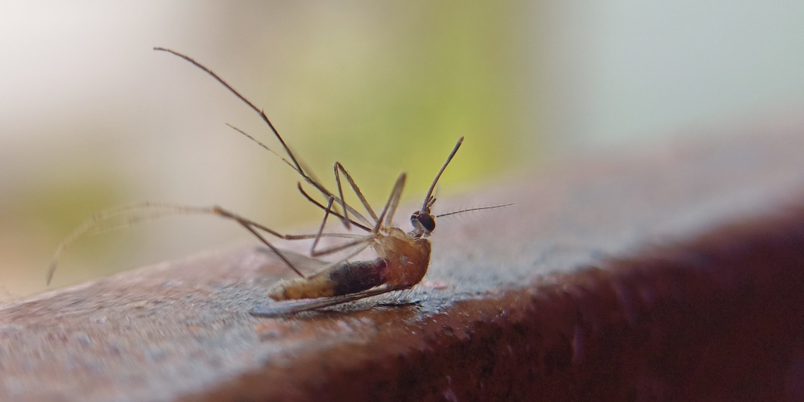 Dead-mosquito-331169-pixahive