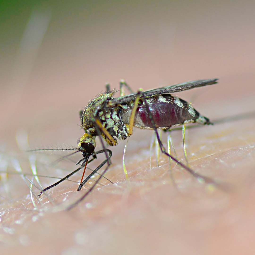 4 Ways To Keep Mosquitoes Out of Your Yard MosquitoNix Alabama