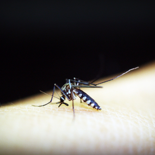 mosquitoes2