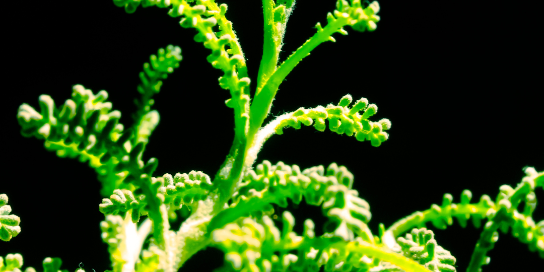 mosquito repelling plants