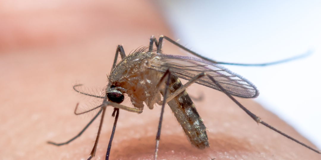 Your Guide to Mosquito Treatment Services with Mosquitonix