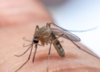 Your Guide to Mosquito Treatment Services with Mosquitonix