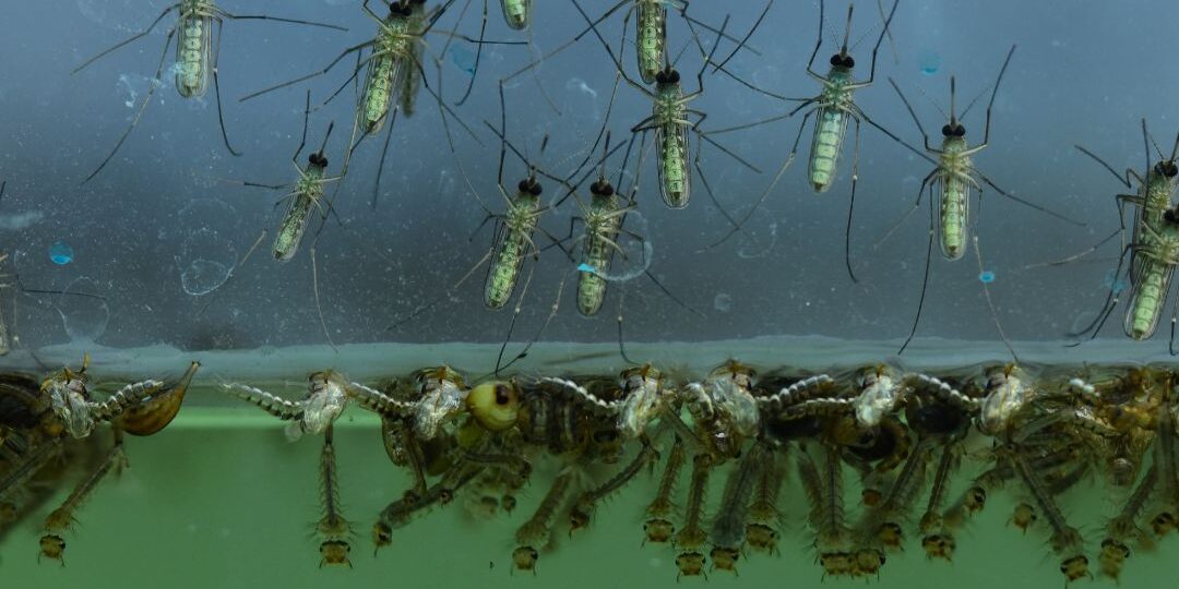 Mastering Mosquito Control- Your Guide to Mosquitonix’s Top Solutions