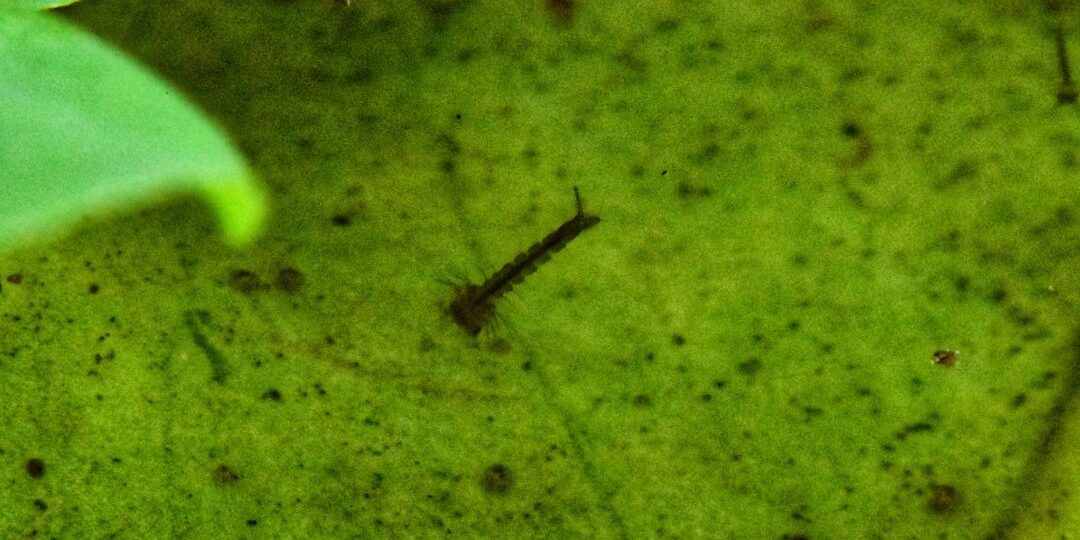 Mosquito-Free Living