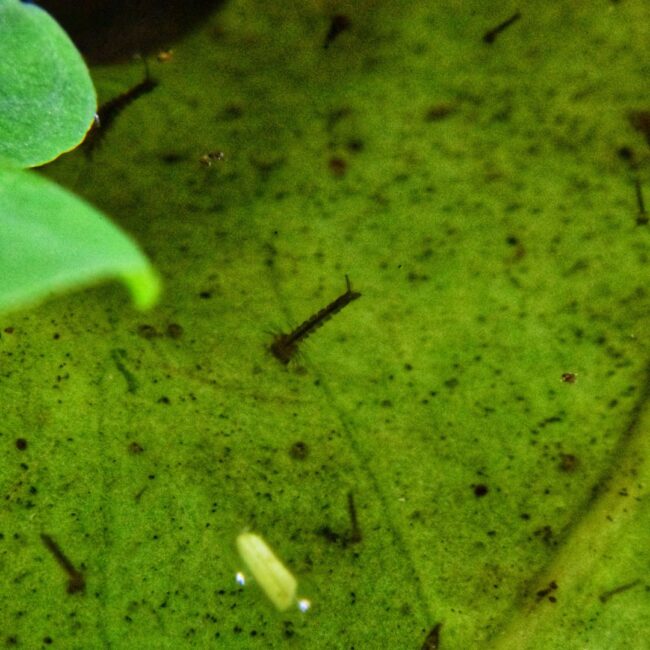 Mosquito-Free Living