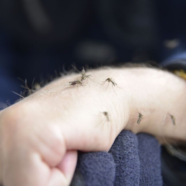 Mastering Mosquito Control